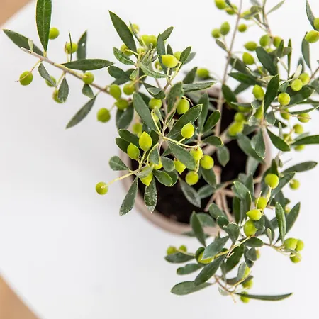 Dom wakacyjny Harmony Luxury Naxos